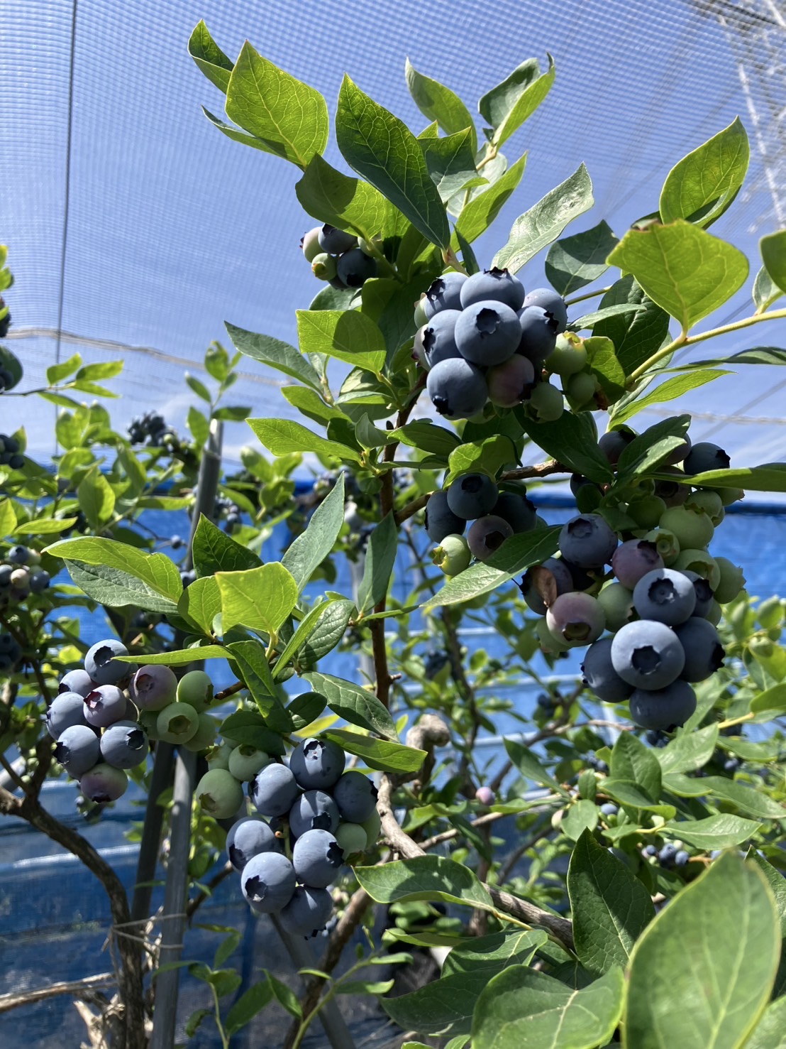 木に実ったブルーベリー