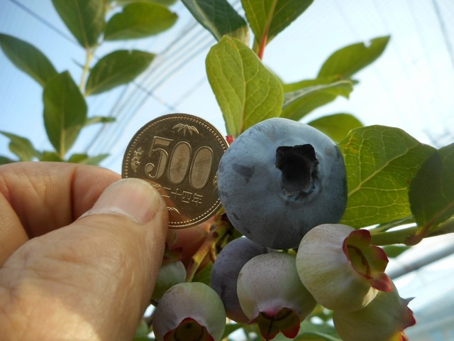 500円玉ほどのブルーベリー